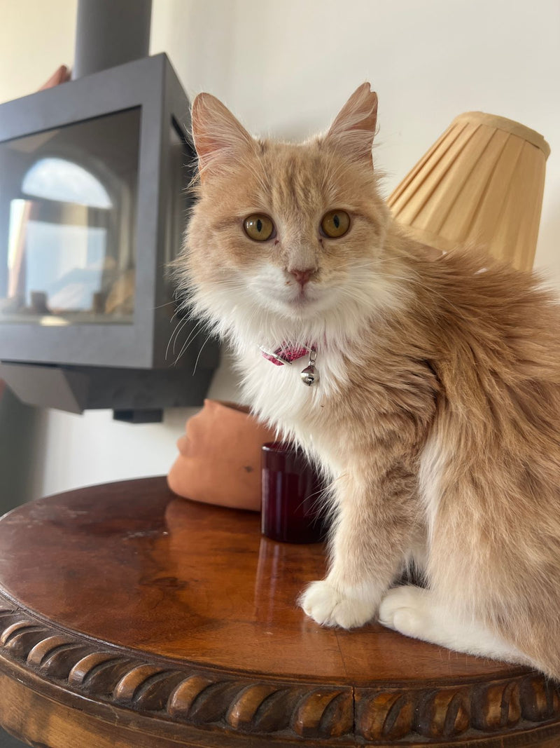 A customer's original photo of their pet