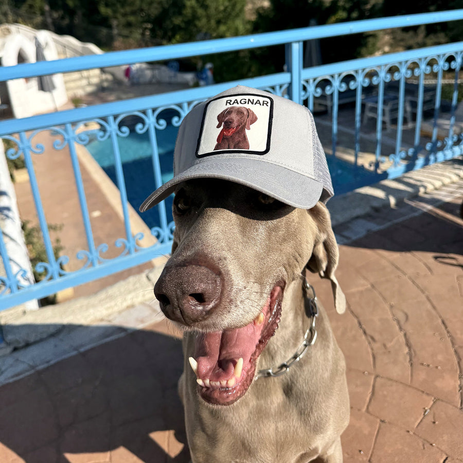 Weimaraner wearing a light grey trucker cap with his own portrait on the patch